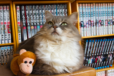 本棚の前でくつろいでいる猫