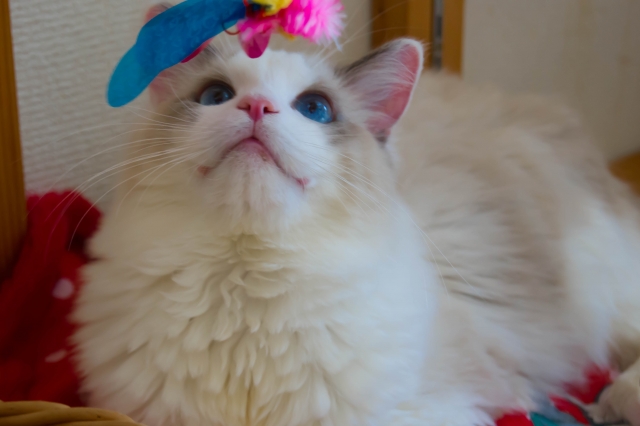 ねこじゃらしを見ている猫