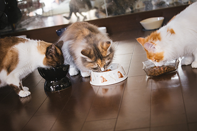 3匹の猫がごはんを食べている