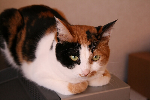 三毛猫