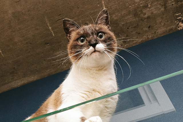 シャム猫
